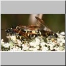 Tenthredo omissa - Blattwespe 09.jpg